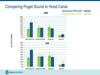 Comparing Puget Sound to Hood Canal
0%
10%
20%
30%
40%
50%
60%
70%
80%
90%
100%
RM-HCB/CPS HCB/CPS-ADM ADM-JDF RM-JDF
2008
SurvivalProbability
0%
10%
20%
30%
40%
50%
60%
70%
80%
90%
100%
RM-HCB/CPS HCB/CPS-ADM ADM-JDF RM-JDF
2009
(Skokomish RM-HCB = 66 km)
(Nisqually RM – CPS = 67 km)
 