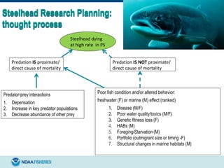Steelhead dying
at high rate in PS
Predation IS proximate/
direct cause of mortality
Predation IS NOT proximate/
direct cause of mortality
Poor fish condition and/or altered behavior:
freshwater (F) or marine (M) effect (ranked)
1. Disease (M/F)
2. Poor water quality/toxics (M/F)
3. Genetic fitness loss (F)
4. HABs (M)
5. Foraging/Starvation (M)
6. Portfolio (outmigrant size or timing -F)
7. Structural changes in marine habitats (M)
Predator-prey interactions
1. Depensation
2. Increase in key predator populations
3. Decrease abundance of other prey
 