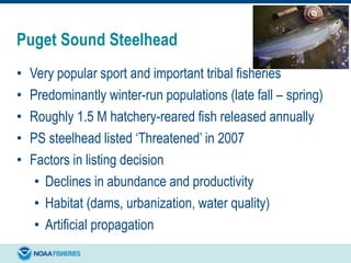 Puget Sound Steelhead
• Very popular sport and important tribal fisheries
• Predominantly winter-run populations (late fall – spring)
• Roughly 1.5 M hatchery-reared fish released annually
• PS steelhead listed ‘Threatened’ in 2007
• Factors in listing decision
• Declines in abundance and productivity
• Habitat (dams, urbanization, water quality)
• Artificial propagation
 