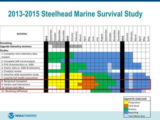 2013-2015 Steelhead Marine Survival Study
Activities
2013
September
October
November
December
2014
January
February
March
April
May
June
July
August
September
October
November
December
2015
January
February
March
April
May
June
Permitting
Upgrade telemetry receivers
Studies
1: Complete retro telemetry data
analysis
2: Complete SAR trend analysis
3: Fish characteristics vs. SARs
4. Enviro. data vs. SARs & telemetry
5: Predator review
6: Genome-wide association study
7: Juvenile fish health assessment
8: Reciprocal transplant
9. Harbor seal interactions
10: Dinner bell effect
11: Modeling (affiliated)
Legend for study work
Preparation
Field Work
Analysis
Reporting
Tech Memo Due
 