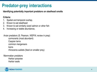 Predator-prey interactions
42
Avian predators (S. Pearson, WDFW, review in prep)
cormorants (most abundant)
Caspian terns
common mergansers
loons
rhinoceros auklets (feed on smaller prey)
Mammalian predators
Harbor porpoise
Harbor seals
Identifying potentially important predators on steelhead smolts
Criteria:
1. Spatial and temporal overlap,
2. Known to eat steelhead
3. Known to eat similarly sized salmon or other fish
4. Increasing or stable abundance,
 
