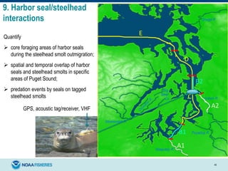 9. Harbor seal/steelhead
interactions
45
B1
C
B2
D
E
A2
A1
Quantify
 core foraging areas of harbor seals
during the steelhead smolt outmigration;
 spatial and temporal overlap of harbor
seals and steelhead smolts in specific
areas of Puget Sound;
 predation events by seals on tagged
steelhead smolts
GPS, acoustic tag/receiver, VHF
 