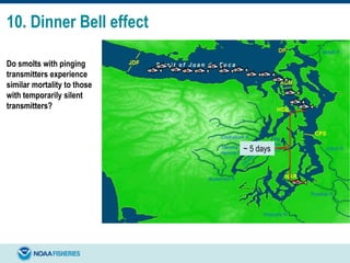 10. Dinner Bell effect
Do smolts with pinging
transmitters experience
similar mortality to those
with temporarily silent
transmitters?
~ 5 days
 