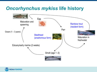 Oncorhynchus mykiss life history
Egg
Parr
Maturation in
freshwater
Smolt (age 1 -3)
Estuary/early marine (2 weeks)
Ocean (1 – 3 years)
Maturation and
spawning Rainbow trout
(resident form)
Steelhead
(anadromous form)
 