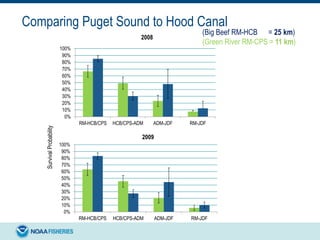 Comparing Puget Sound to Hood Canal
SurvivalProbability
0%
10%
20%
30%
40%
50%
60%
70%
80%
90%
100%
RM-HCB/CPS HCB/CPS-ADM ADM-JDF RM-JDF
2008
0%
10%
20%
30%
40%
50%
60%
70%
80%
90%
100%
RM-HCB/CPS HCB/CPS-ADM ADM-JDF RM-JDF
2009
(Big Beef RM-HCB = 25 km)
(Green River RM-CPS = 11 km)
 