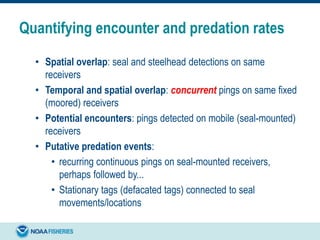 Quantifying encounter and predation rates
• Spatial overlap: seal and steelhead detections on same
receivers
• Temporal and spatial overlap: concurrent pings on same fixed
(moored) receivers
• Potential encounters: pings detected on mobile (seal-mounted)
receivers
• Putative predation events:
• recurring continuous pings on seal-mounted receivers,
perhaps followed by...
• Stationary tags (defacated tags) connected to seal
movements/locations
 