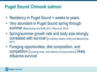 Puget Sound Chinook salmon
• Residency in Puget Sound = weeks to years.
• Very abundant in Puget Sound spring through
summer (Beauchamp and Duffy 2011, Rice et al. 2012)
• Spring/summer growth rate and body size strongly
correlated with survival (in hatchery stocks: Duffy and Beauchamp
2011)
• Foraging opportunities, diet composition, and
competition (including comp. with hatchery Chinook salmon) likely
influence survival.
 