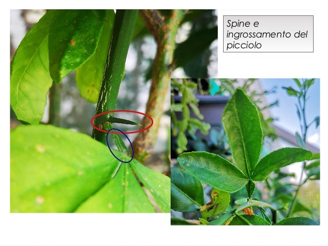 Realizzazione Allevamento E Cura Del Bergamotto Natura In Mente Calliopea