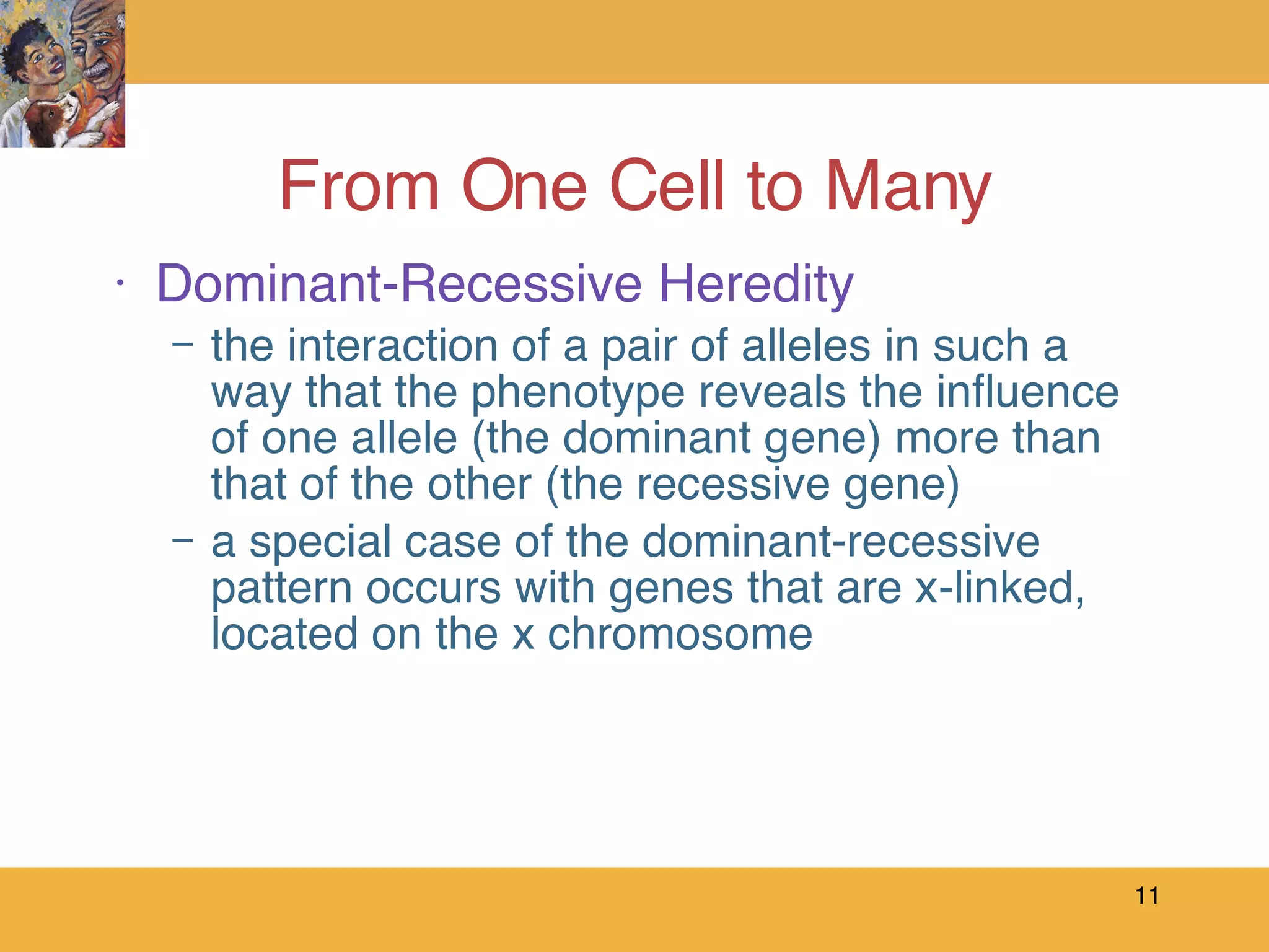 From One Cell to Many Dominant-Recessive Heredity the interaction of a pair of alleles in such a way that the phenotype reveals the influence of one allele (the dominant gene) more than that of the other (the recessive gene) a special case of the dominant-recessive pattern occurs with genes that are x-linked, located on the x chromosome 