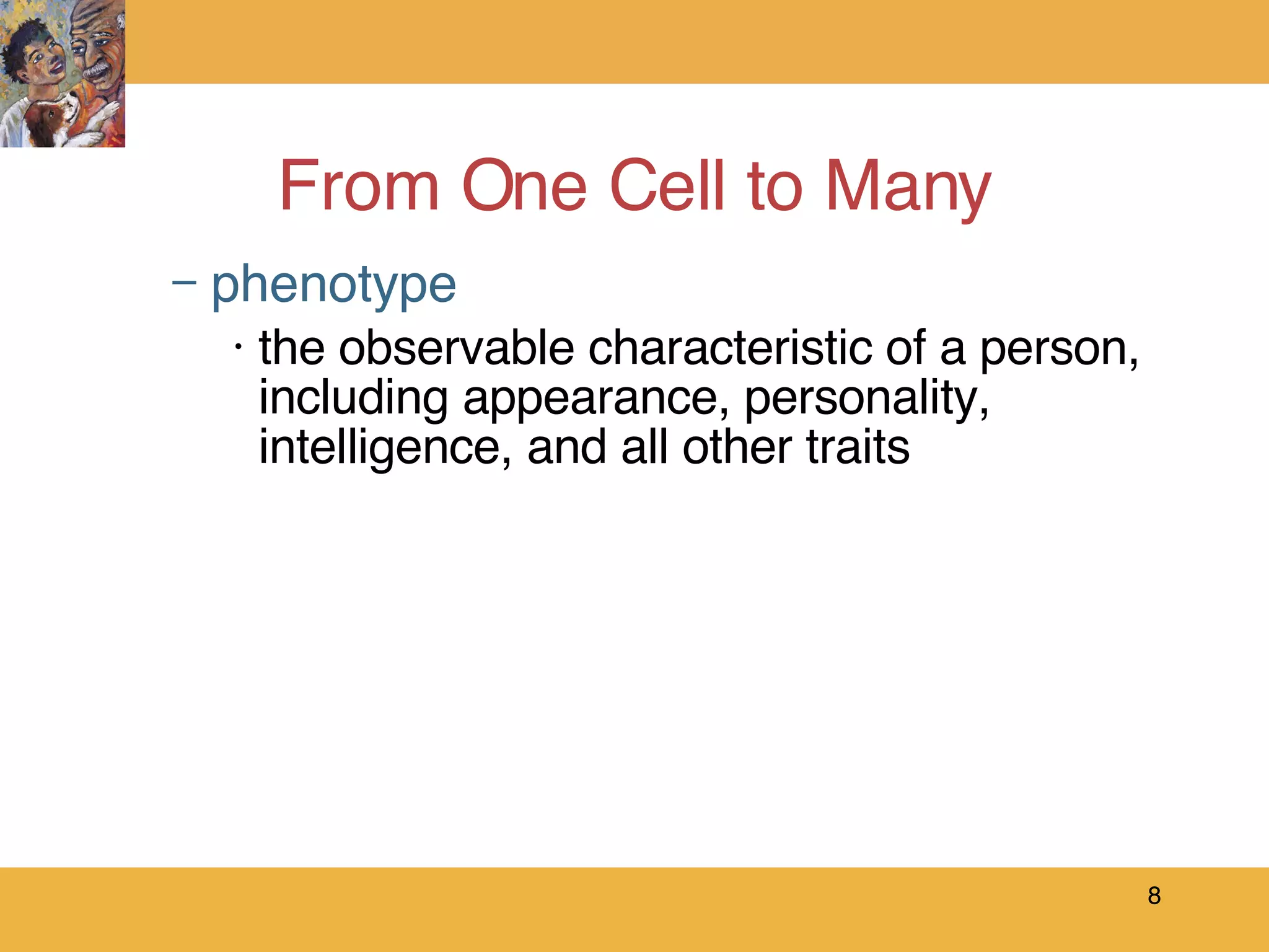 From One Cell to Many phenotype the observable characteristic of a person, including appearance, personality, intelligence, and all other traits 