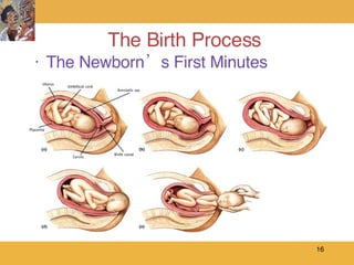 The Birth Process ,[object Object]