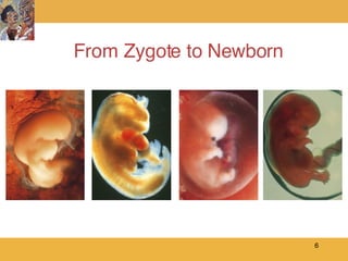 From Zygote to Newborn 