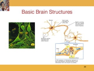 Basic Brain Structures  