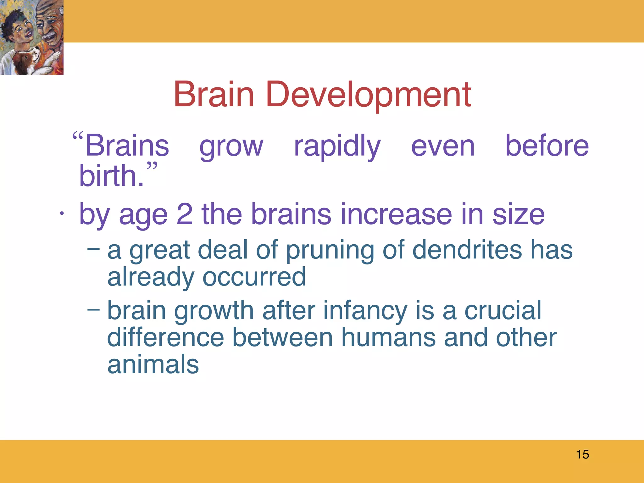 Brain Development “Brains grow rapidly even before birth.” by age 2 the brains increase in size a great deal of pruning of dendrites has already occurred  brain growth after infancy is a crucial difference between humans and other animals 