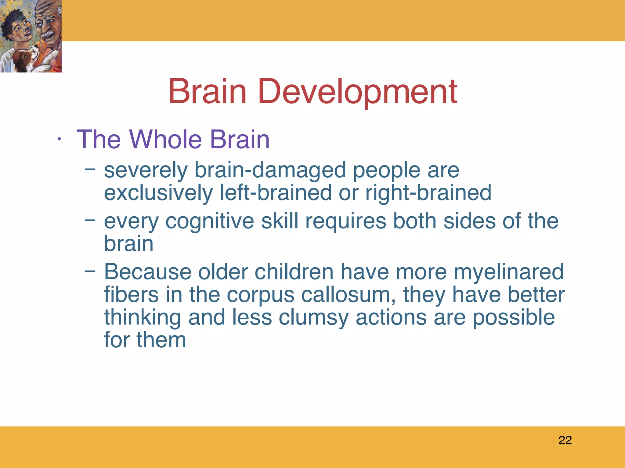 Brain Development The Whole Brain severely brain-damaged people are exclusively left-brained or right-brained every cognitive skill requires both sides of the brain Because older children have more myelinared fibers in the corpus callosum, they have better thinking and less clumsy actions are possible for them 