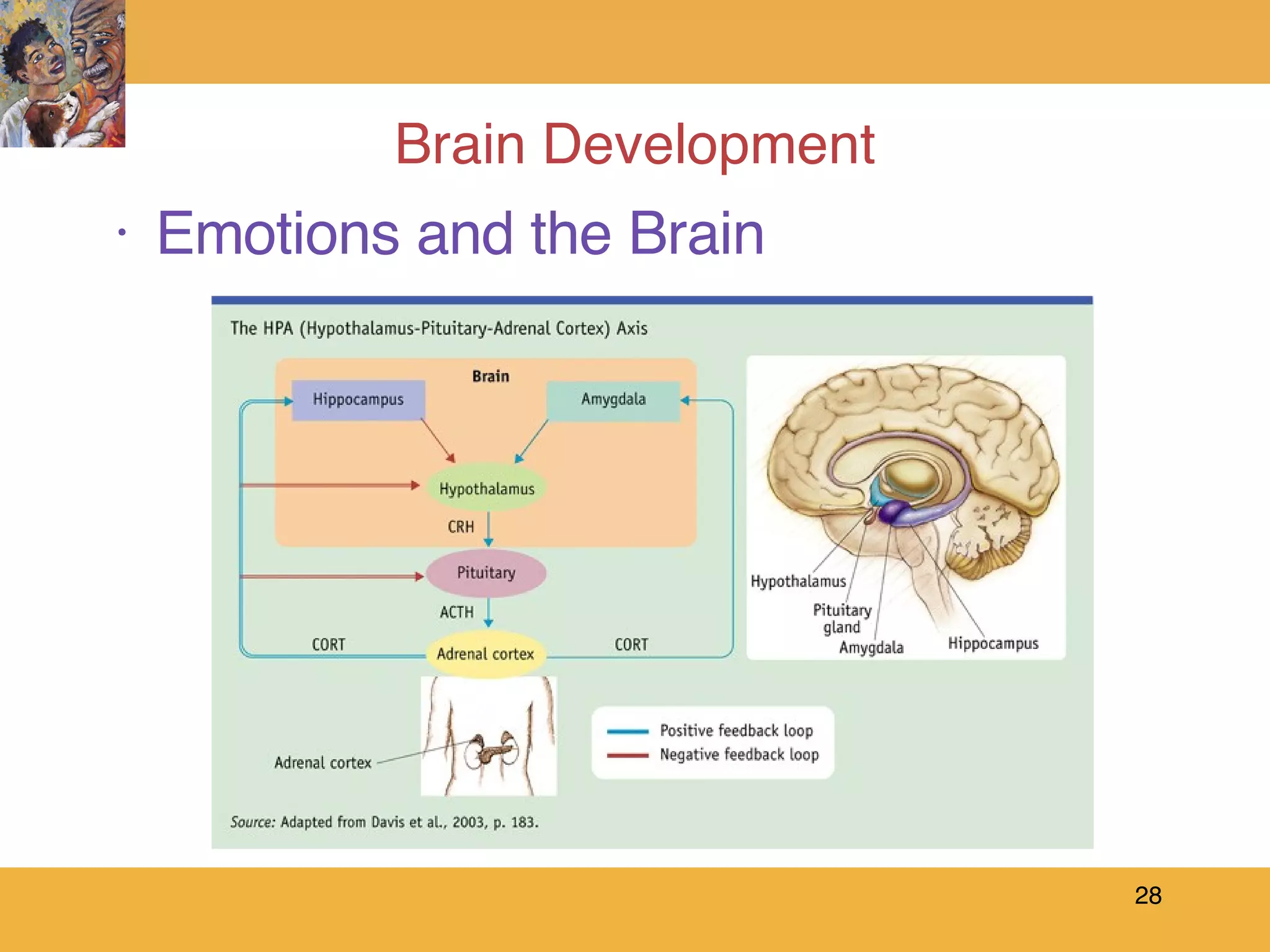 Brain Development Emotions and the Brain 