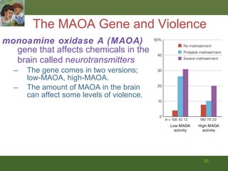 The MAOA Gene and Violence monoamine oxidase A (MAOA)  gene that affects chemicals in the brain called n eurotransmitters The gene comes in two versions; low-MAOA, high-MAOA. The amount of MAOA in the brain can affect some levels of violence. 