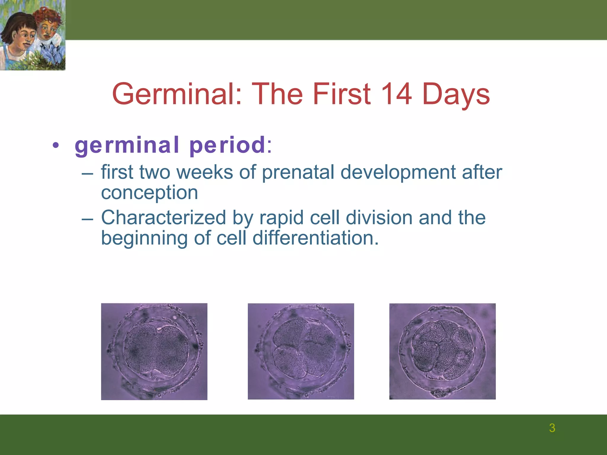 germinal period : first two weeks of prenatal development after conception Characterized by rapid cell division and the beginning of cell differentiation. Germinal: The First 14 Days 