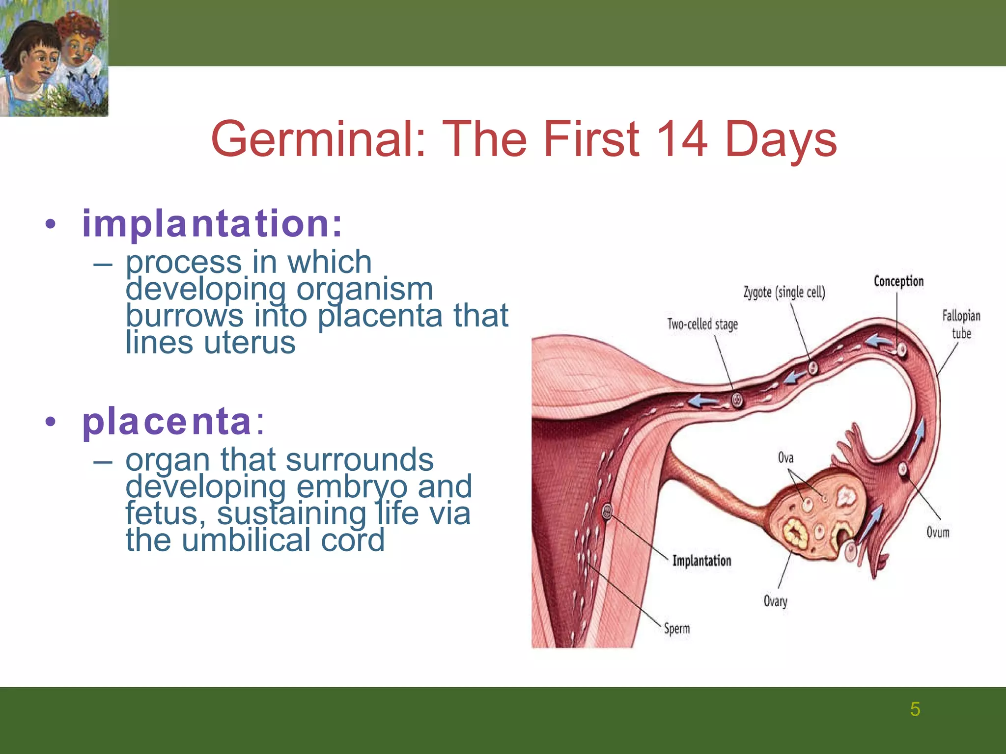 Germinal: The First 14 Days implantation:  process in which developing organism burrows into placenta that lines uterus placenta :  organ that surrounds developing embryo and fetus, sustaining life via the umbilical cord 