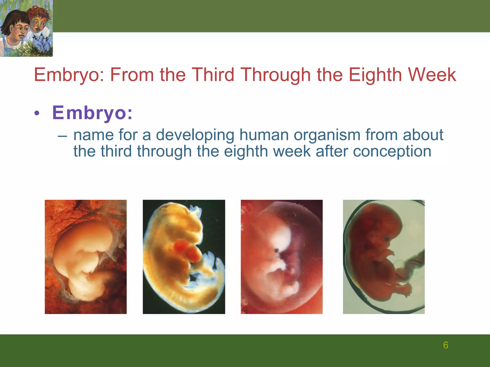 Embryo: name for a developing human organism from about the third through the eighth week after conception Embryo: From the Third Through the Eighth Week 