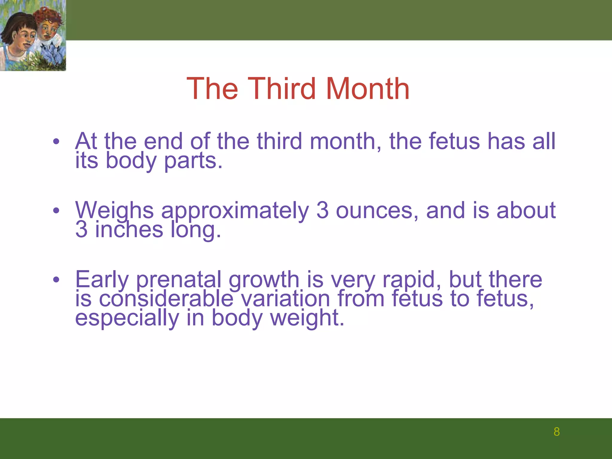 At the end of the third month, the fetus has all its body parts. Weighs approximately 3 ounces, and is about 3 inches long. Early prenatal growth is very rapid, but there is considerable variation from fetus to fetus, especially in body weight. The Third Month 