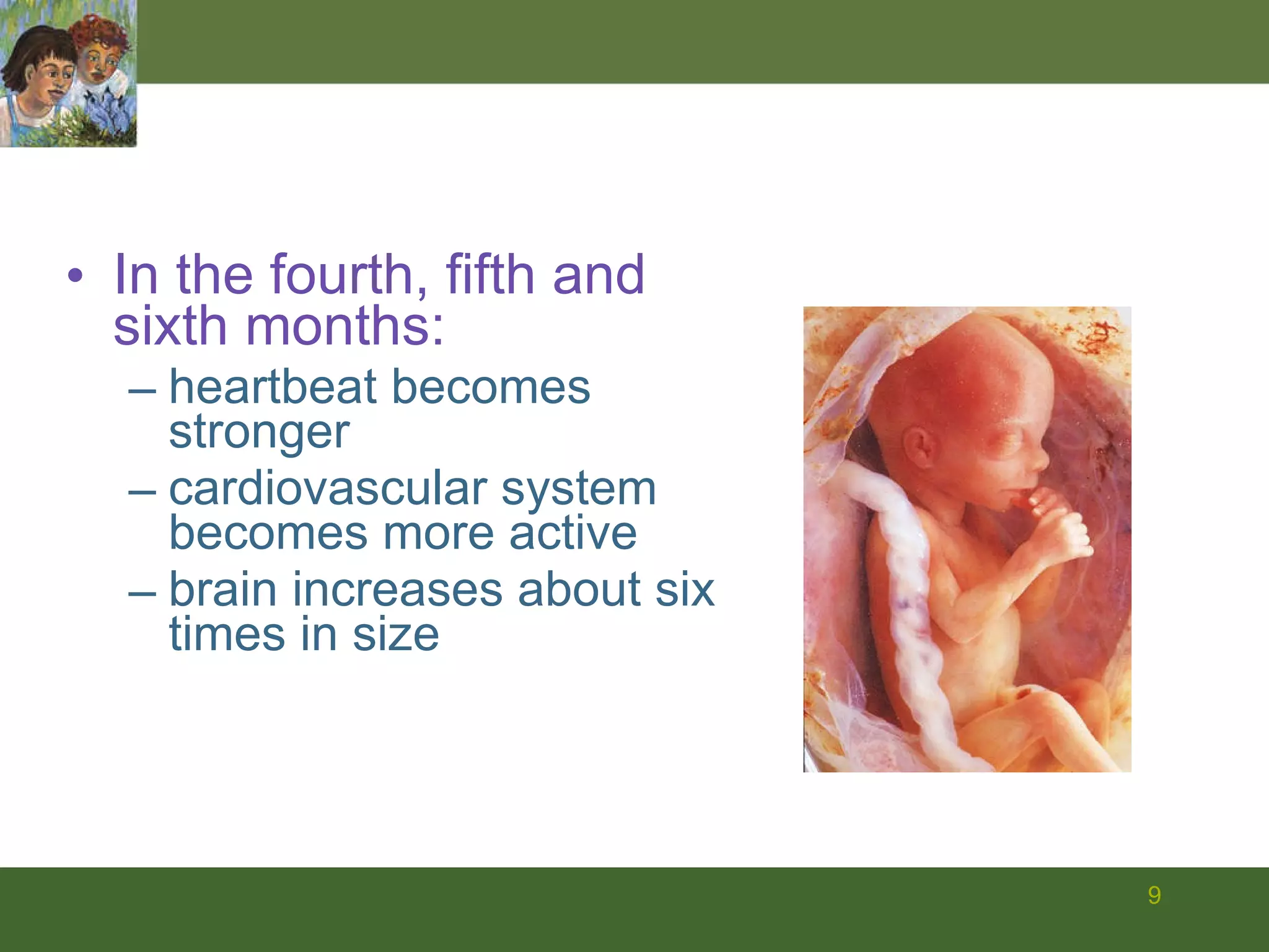 In the fourth, fifth and sixth months: heartbeat becomes stronger cardiovascular system becomes more active  brain increases about six times in size 