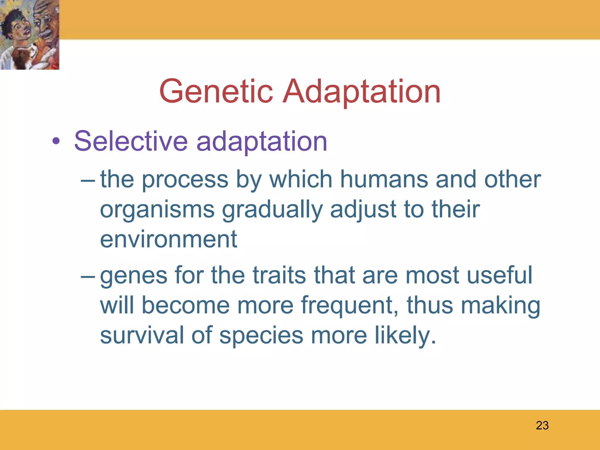 23Genetic AdaptationSelective adaptationthe process by which humans and other organisms gradually adjust to their environmentgenes for the traits that are most useful will become more frequent, thus making survival of species more likely.