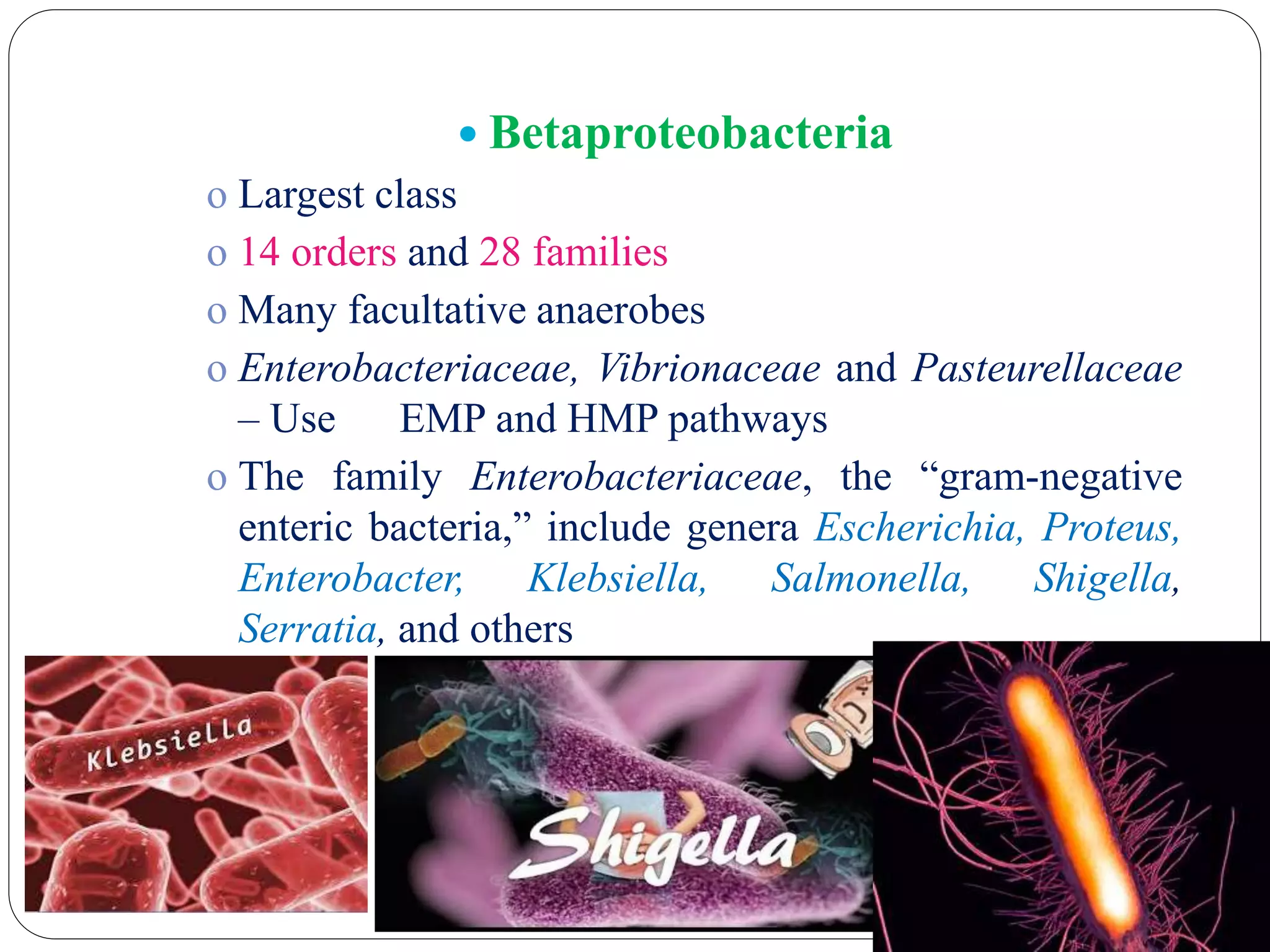 Bergey's classification presentation | PPTX