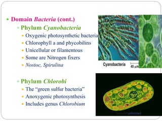  Domain Bacteria (cont.)
 Phylum Cyanobacteria
 Oxygenic photosynthetic bacteria
 Chlorophyll a and phycobilins
 Unicellular or filamentous
 Some are Nitrogen fixers
 Nostoc, Spirulina
 Phylum Chlorobi
 The “green sulfur bacteria”
 Anoxygenic photosynthesis
 Includes genus Chlorobium
 