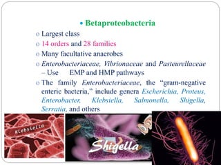  Betaproteobacteria
o Largest class
o 14 orders and 28 families
o Many facultative anaerobes
o Enterobacteriaceae, Vibrionaceae and Pasteurellaceae
– Use EMP and HMP pathways
o The family Enterobacteriaceae, the “gram-negative
enteric bacteria,” include genera Escherichia, Proteus,
Enterobacter, Klebsiella, Salmonella, Shigella,
Serratia, and others
 
