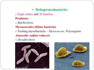  Deltaproteobacteria:
o Eight orders and 20 families
Predators
o Bdellovibrio
Myxococcales (Slime bacteria)
o Fruiting myxobacteria – Myxococcus, Polyangium
Anaerobic sulfate reducers
o Desulfovibrio
 