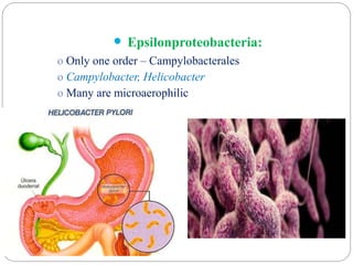  Epsilonproteobacteria:
o Only one order – Campylobacterales
o Campylobacter, Helicobacter
o Many are microaerophilic
 