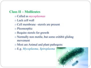 Class II – Mollicutes
o Called as mycoplasmas
o Lack cell wall
o Cell membrane –sterols are present
o Pleomorphic
o Require sterols for growth
o Normally non motile, but some exhibit gliding
movement
o Most are Animal and plant pathogens
o E.g. Mycoplasma, Spiroplasma
 