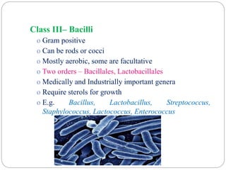 Class III– Bacilli
o Gram positive
o Can be rods or cocci
o Mostly aerobic, some are facultative
o Two orders – Bacillales, Lactobacillales
o Medically and Industrially important genera
o Require sterols for growth
o E.g. Bacillus, Lactobacillus, Streptococcus,
Staphylococcus, Lactococcus, Enterococcus
 