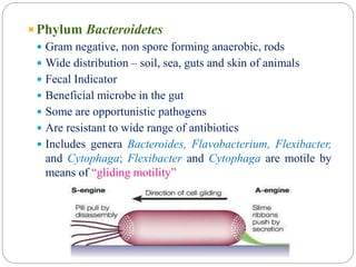 Phylum Bacteroidetes
 Gram negative, non spore forming anaerobic, rods
 Wide distribution – soil, sea, guts and skin of animals
 Fecal Indicator
 Beneficial microbe in the gut
 Some are opportunistic pathogens
 Are resistant to wide range of antibiotics
 Includes genera Bacteroides, Flavobacterium, Flexibacter,
and Cytophaga; Flexibacter and Cytophaga are motile by
means of “gliding motility”
 