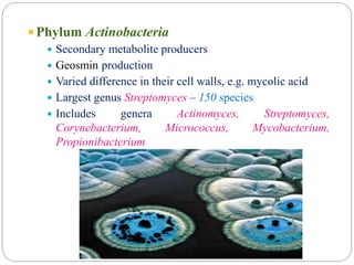 Phylum Actinobacteria
 Secondary metabolite producers
 Geosmin production
 Varied difference in their cell walls, e.g. mycolic acid
 Largest genus Streptomyces – 150 species
 Includes genera Actinomyces, Streptomyces,
Corynebacterium, Micrococcus, Mycobacterium,
Propionibacterium
 