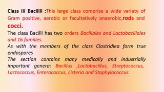 Bergey's mannual of systematics Bacteriology | PDF