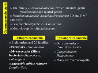 o The family Pseudomonadaceae, which includes genus
Pseudomonas and related genera
o Pseudomonadaceae, Azotobacteraceae use ED and HMP
pathways
o Few are photosynthetic – Chromatium
o Methylotrophic - Methylococcus
Gammaproteobacteria
o Eight orders and 20 families
oPredators - Bdellovibrio
oMyxococcales (Slime
bacteria) - Myxococcus,
Polyangium
oAnaerobic sulfate reducers -
Desulfovibrio
o Only one order –
Campylobacterales
o Campylobacter,
Helicobacter
o Many are microaerophilic
Deltaproteobacteria Epsilonproteobacteria
 
