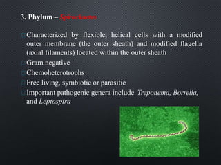 3. Phylum – Spirochaetes
Characterized by flexible, helical cells with a modified
outer membrane (the outer sheath) and modified flagella
(axial filaments) located within the outer sheath
Gram negative
Chemoheterotrophs
Free living, symbiotic or parasitic
Important pathogenic genera include Treponema, Borrelia,
and Leptospira
 