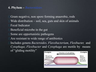 4. Phylum – Bacteroidetes
Gram negative, non spore forming anaerobic, rods
Wide distribution – soil, sea, guts and skin of animals
Fecal Indicator
Beneficial microbe in the gut
Some are opportunistic pathogens
Are resistant to wide range of antibiotics
Includes genera Bacteroides, Flavobacterium, Flexibacter, and
Cytophaga; Flexibacter and Cytophaga are motile by means
of “gliding motility”
 