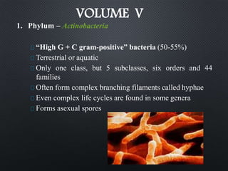 VOLUME V
1. Phylum – Actinobacteria
“High G + C gram-positive” bacteria (50-55%)
Terrestrial or aquatic
Only one class, but 5 subclasses, six orders and 44
families
Often form complex branching filaments called hyphae
Even complex life cycles are found in some genera
Forms asexual spores
 