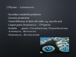 2.Phylum – Actinobacteria
Secondary metabolite producers
Geosmin production
Varied difference in their cell walls, e.g. mycolic acid
Largest genus Streptomyces – 150 species
Includes genera Corynebacterium, Propionibacterium,
Actinomyces, Micrococcus,
Streptomyces, Mycobacterium
 