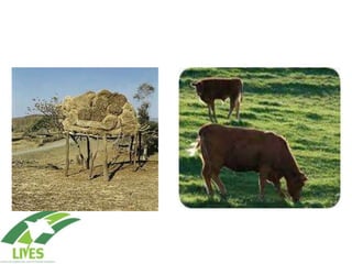 Value chain concepts: Perspective from LIVES   