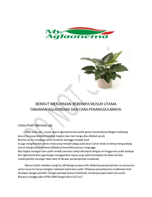 Berikut Merupakan Beberapa Musuh Utama Tana