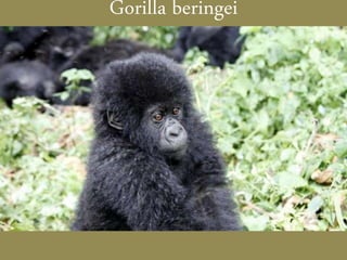 Gorilla beringei
 
