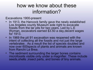 how we know about these information? Excavations 1900-present In 1913, the Hancock family gave the newly established Los Angeles county Museum sole right to excavate fossils from the tar pits for two years. Led by L.E Wyman, excavators earned $3.50 a day,decent wages for 1913. In 1969 the pit 91 excavation was reopened with the intent of collecting all the fossils and not just the large vertebrates . As a result the list of species doubled and now over 600specis of plants and animals are known from Ranchi La Brea. The sediment surrounding the larger bones contains microfossils visible only under a magnifier. These include seeds,shells ,insect parts, and bones of tiny animals. 
