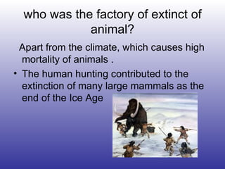 who was the factory of extinct of animal? Apart from the climate, which causes high mortality of animals . The  human hunting contributed to the extinction of many large mammals as the end of the Ice Age  