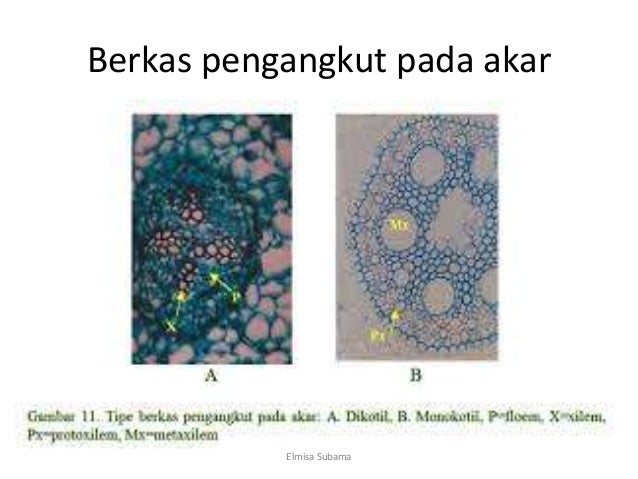 30+ Ide Keren Gambar Jaringan Pengangkut Pada Tumbuhan Dikotil Dan