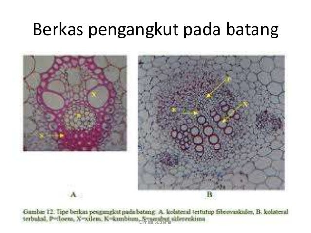 Berkas pengangkut