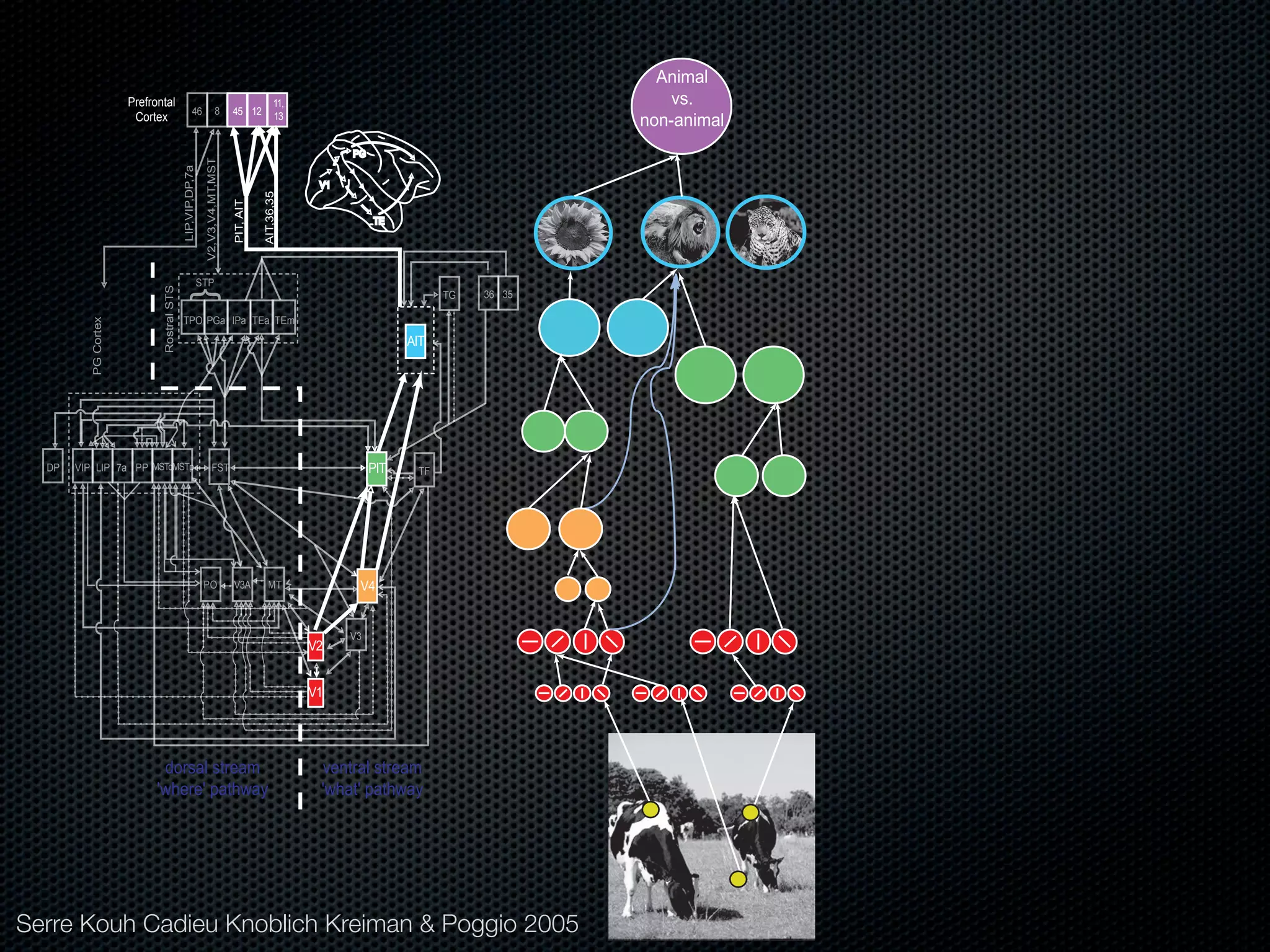 Mechanisms of bottom-up and top-down processing in visual perception